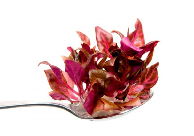 Альтернатера Розанервиг d 6,5 см (меристемное растение)